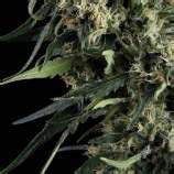 Northern Lights Auto (Trikoma Seeds) :: Cannabis Strain Info