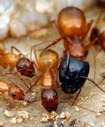 Ant & Termite Control at best price in Bengaluru | ID: 7116306888