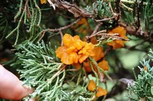 Cedar Apple Rust Treatment: How to Stop Tree Fungus Disease