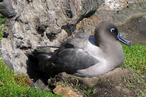 Light-mantled Sooty Albatross : Birding NZ