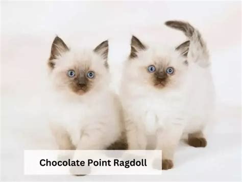 Mèo Ragdoll mắt xanh | hoa hậu thân thiện trong giới mèo