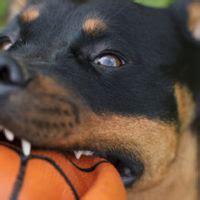 WHEN A DOG BITES, WHO PAYS FOR THE PAIN AND SUFFERING? | Ramey & Hailey Attorneys at Law