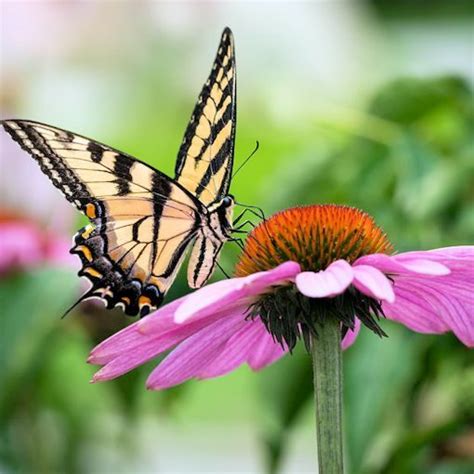 Plant Purple Coneflower Seeds to Attract Butterflies to Your Garden!