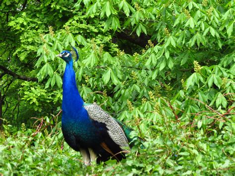 Peacock, Holland Park London | Deus maravilhoso, Maravilhas