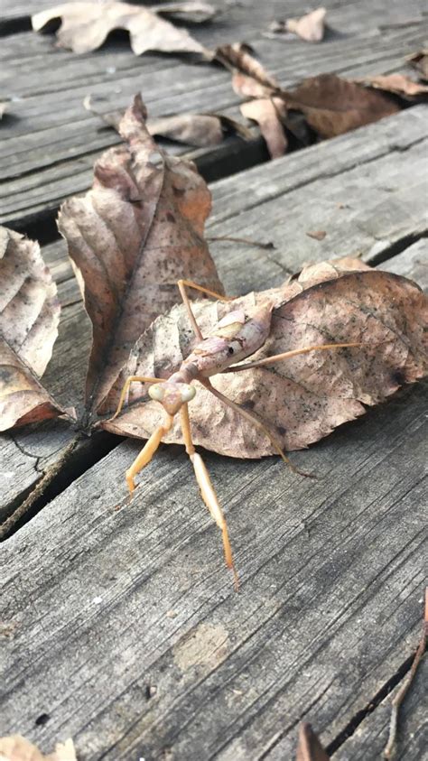 Praying mantis exhibiting incredible camouflage : r/insects