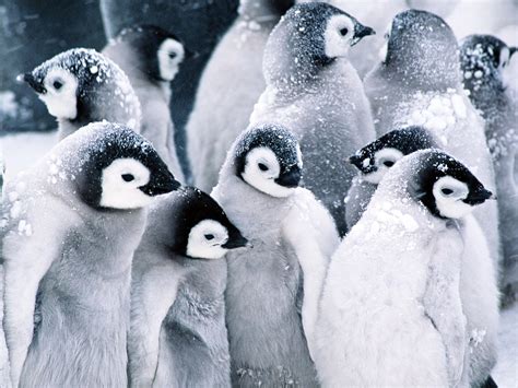 Cute Baby Penguins wallpaper | 1600x1200 | #45966