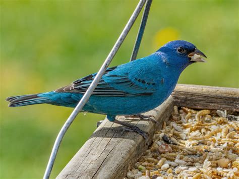 Male Indigo Bunting - FeederWatch