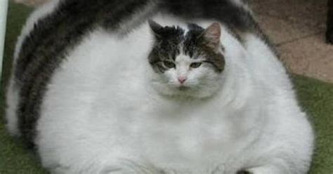 'We're making a fat cat, fatter', says irate Longford councillor - Longford Leader