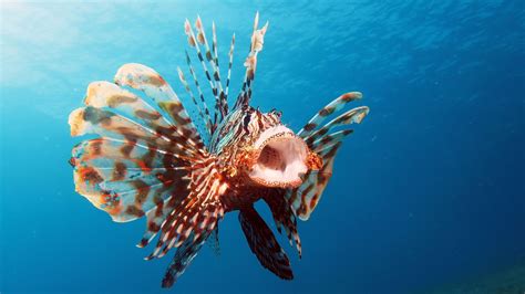 Interesting Facts About Red Lionfish - Unique Fish Photo