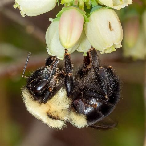 Buzz Pollination is Just for Bees - Bird Town Pennsylvania