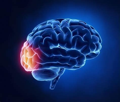 Function of the Occipital Lobe - Bodytomy