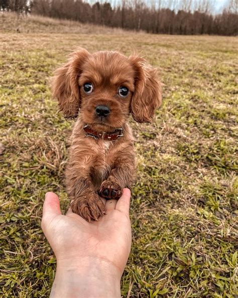 Teacup Cavalier King Charles Spaniel: The Ultimate Guide