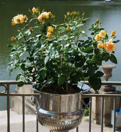 Choosing the Best Pots for Roses (With Examples) – Gardener Report