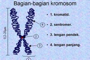 Pengertian Kromosom & Jumlah Kromosom pada Manusia, Hewan dan Tumbuhan