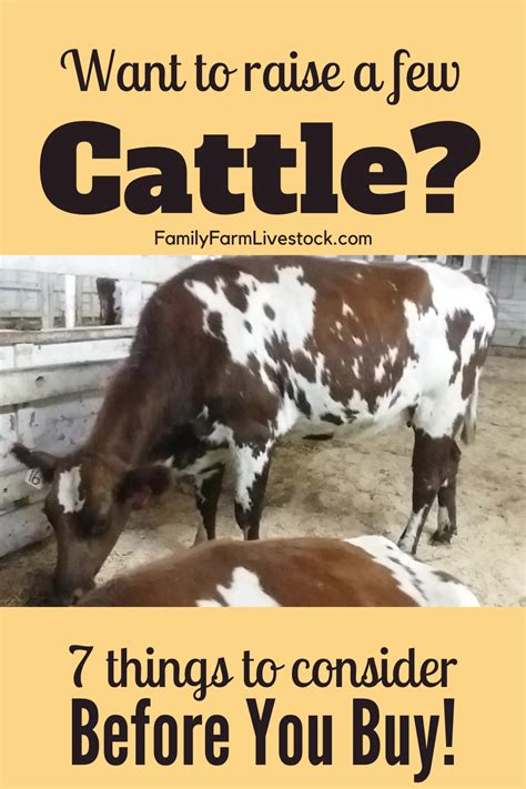 Tips for raising wagyu cattle – Artofit