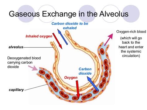 Chapter 10 respiration