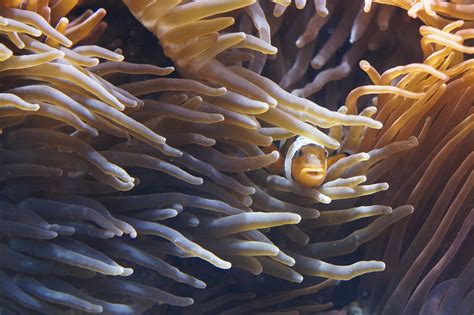 Free photo: Anemones, Tentacle, Sea Anemones - Free Image on Pixabay - 793409