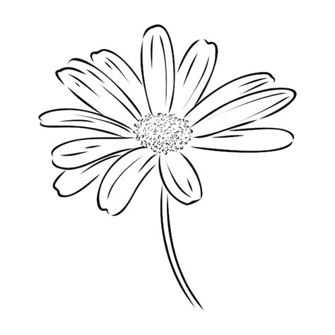 Premium Vector | Daisy flower line art drawing vector hand drawn ...