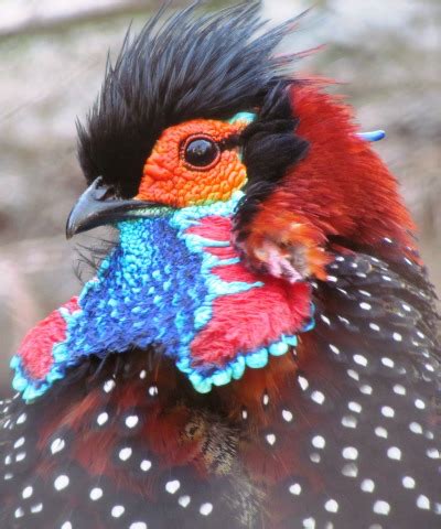 Western tragopan male - Conservation Leadership Programme