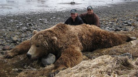 Trophy Room: Brown Bear - Alaska Big Game Hunting, Bear Hunting, Moose ...