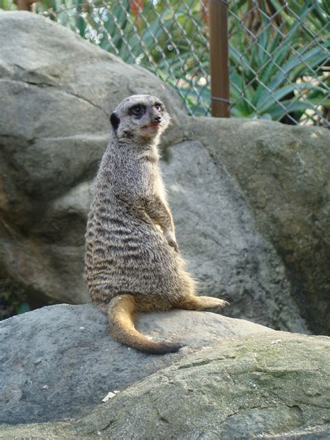 Meerkat at the Los Angeles Zoo - ZooChat