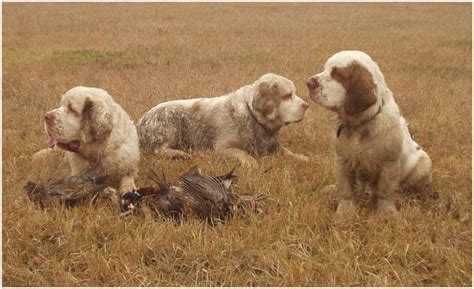 Clumber Spaniel - Puppies, Rescue, Breeders, Pictures, Temperament | Animals Breeds