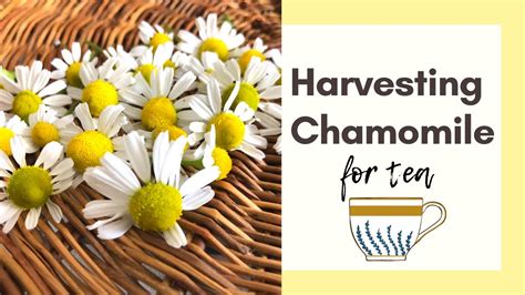 HARVESTING CHAMOMILE FOR TEA - YouTube