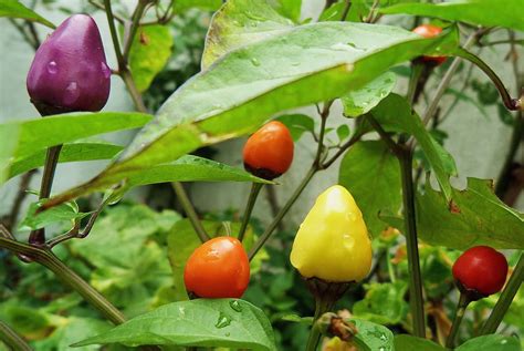 Plants & Flowers » Christmas Pepper Plant