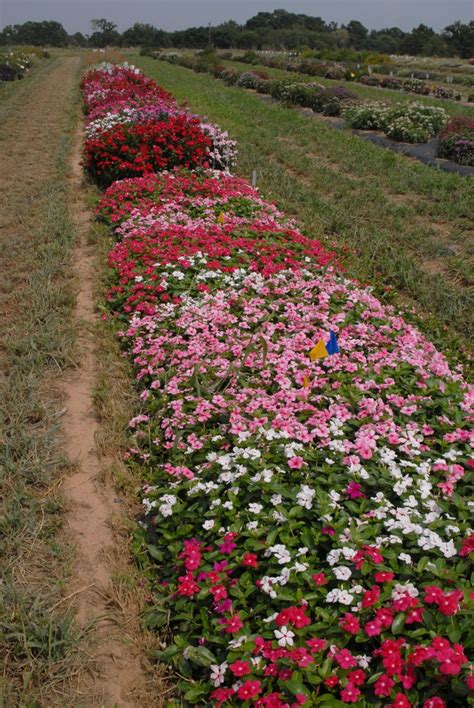 Catharanthus roseus (Annual Vinca, Madagascar Periwinkle, Periwinkle, Rose Periwinkle, Running ...