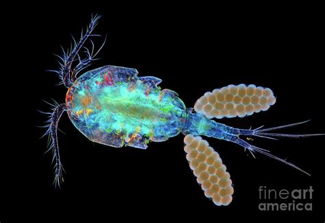 Cyclops Copepod With Eggs Photograph by Marek Mis/science Photo Library ...