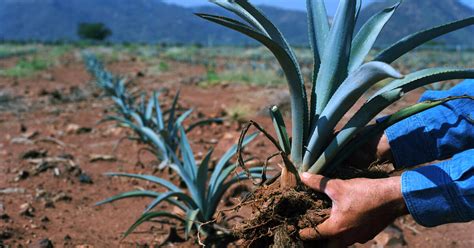 Agave Landscape and Ancient Industrial Facilities of Tequila - UNESCO ...