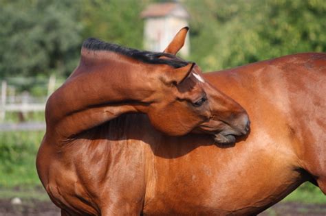 Horse Gestation Timeline | EquiMed - Horse Health Matters