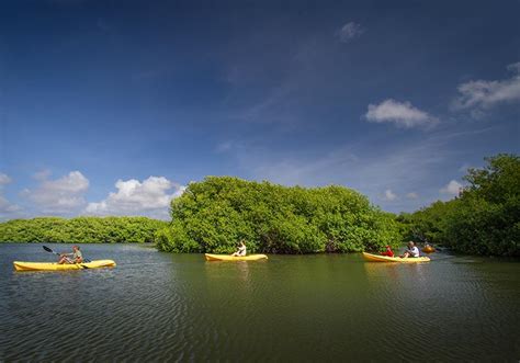 Photo Gallery | Mangrove Info Center