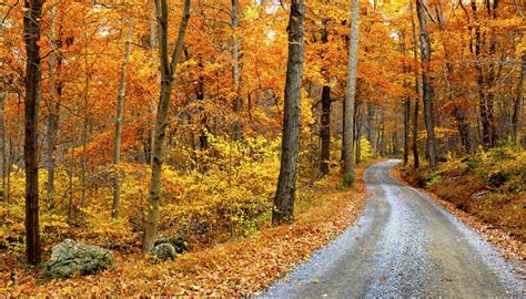 Plants & Animals in Deciduous Forests | Sciencing