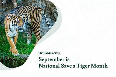 Learn More About Tiger Conservation | The Zoo Society