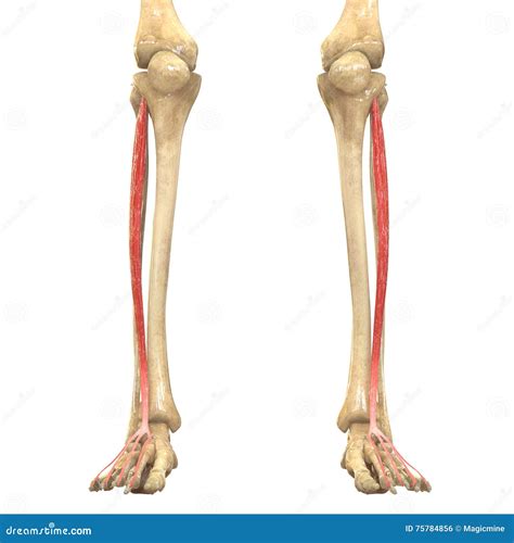 Human Body Muscles Anatomy (Extensor Digitorum Longus) Stock ...