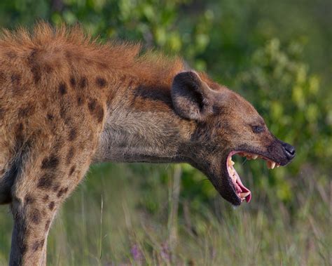 Hyena under attack... | Wild South Africa Kruger National Pa… | Flickr