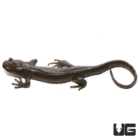 Jefferson Salamander For Sale - Underground Reptiles