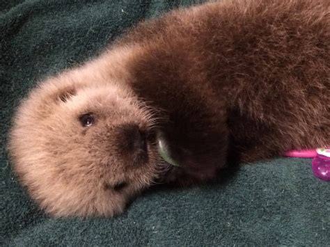 Adorable baby sea otter to call Vancouver Aquarium home (PHOTOS ...