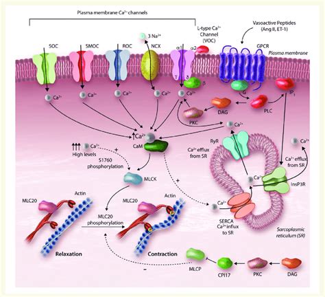 Calcium-dependent regulation of vascular smooth muscle cell (VSMC ...