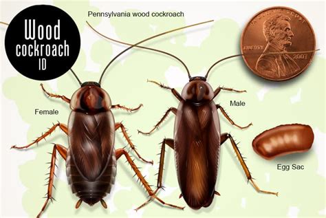 wood roach life cycle - Anastasia Archer