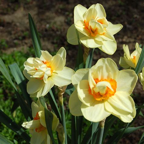 Narcissus 'Tahiti' | White Flower Farm