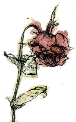 11 A Wilted Rose ideas | wilted rose, rose, wilted