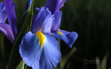 Tennessee State Flower - The Iris - ProFlowers Blog