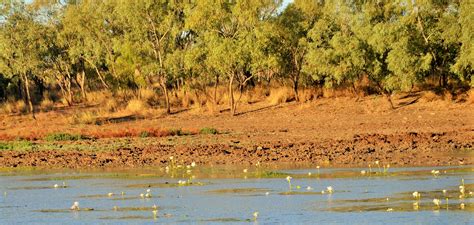 there are many birds in the water and trees near by on the shore, with ...