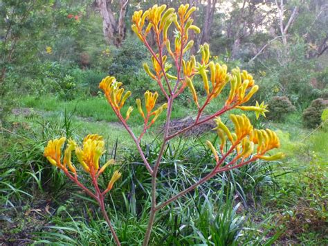 Anigozanthos ‘Landscape Gold’ – Kangaroo Paw | Gardening With Angus