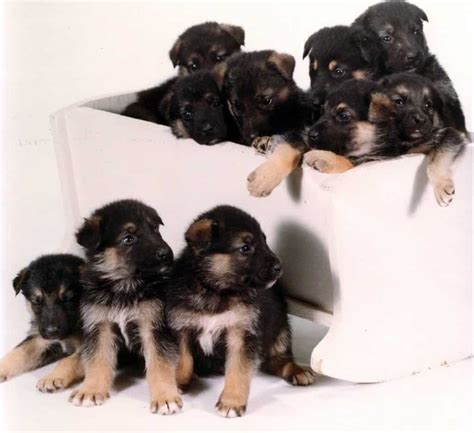 American Alsatian - A-Z Animals