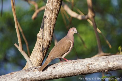 White-tipped Dove | Audubon Field Guide