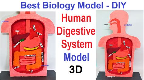 Digestive System 3d Model Ideas