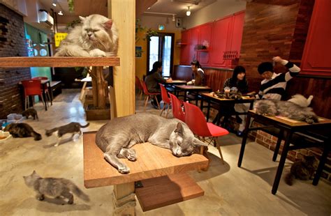 4 Top Cat Cafes in Tokyo